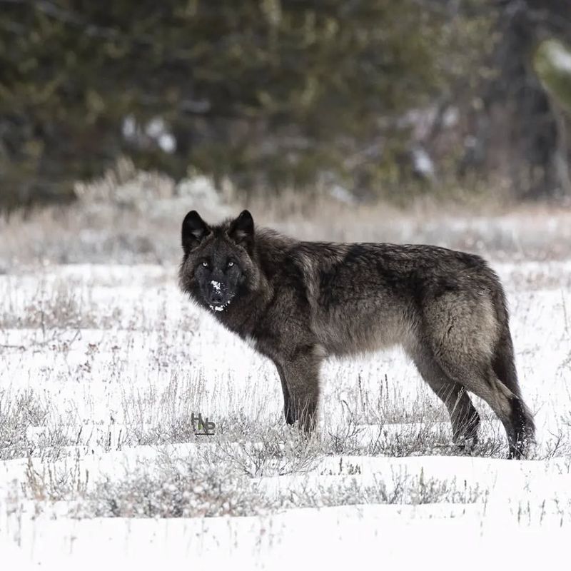 Idaho: A Safe Haven For Gray Wolves