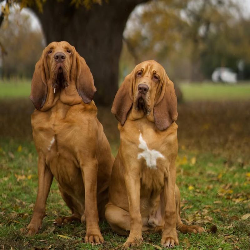 Bloodhound