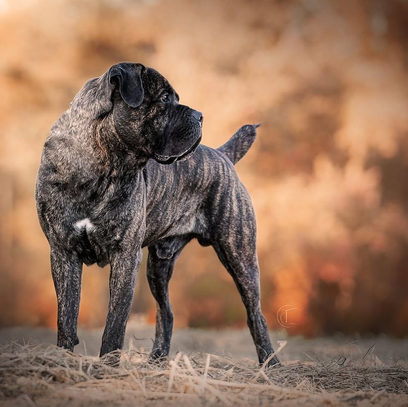 Cane Corso