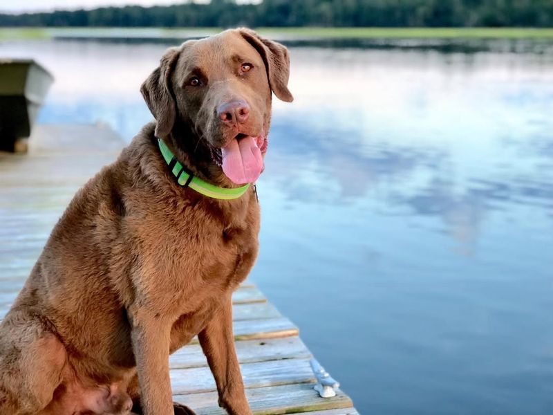 Chesapeake Bay Retriever