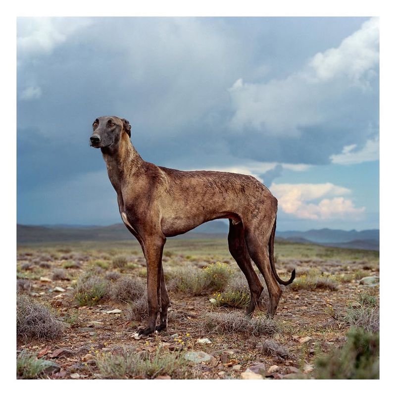 Nguni Dog