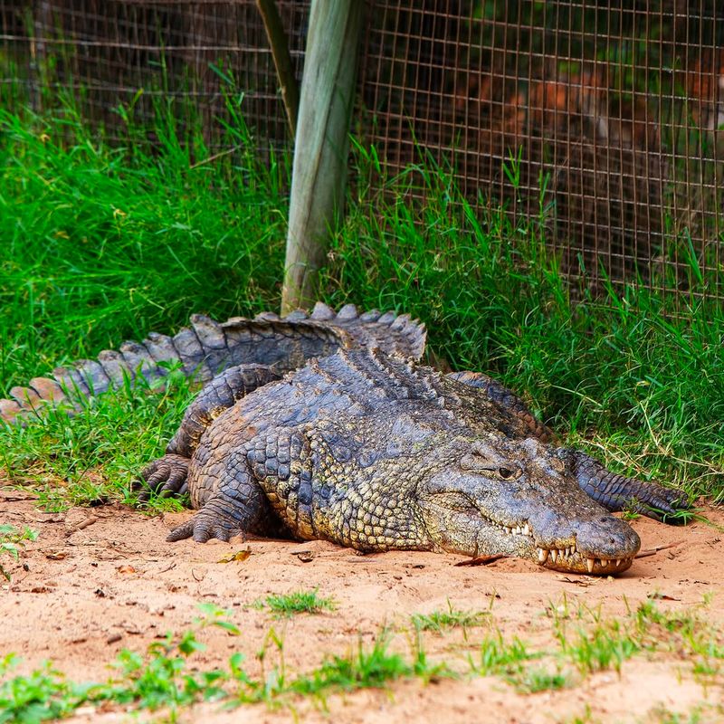 Nile Crocodile