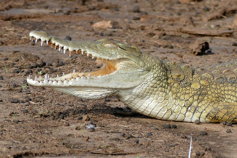 Nile Crocodile (Crocodylus Niloticus)
