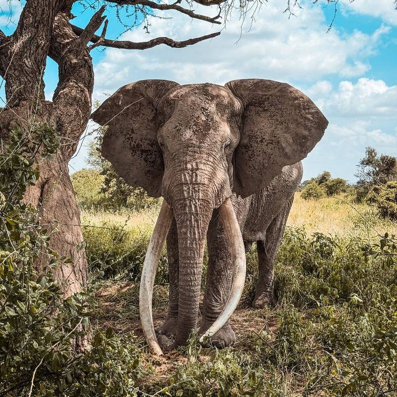 African Elephant