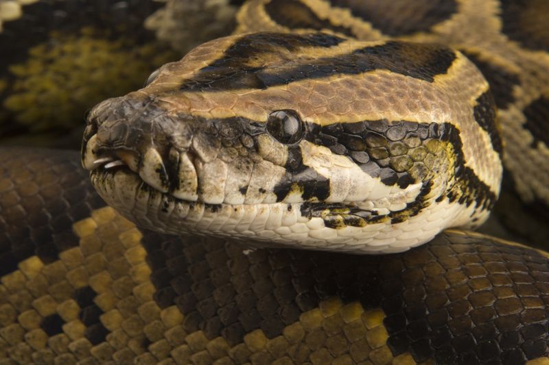 Burmese Python