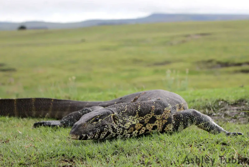 Nile Monitor