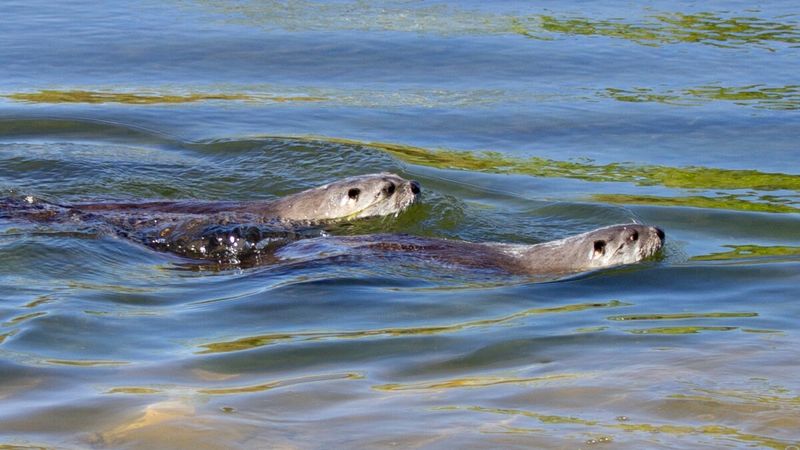 River Otter