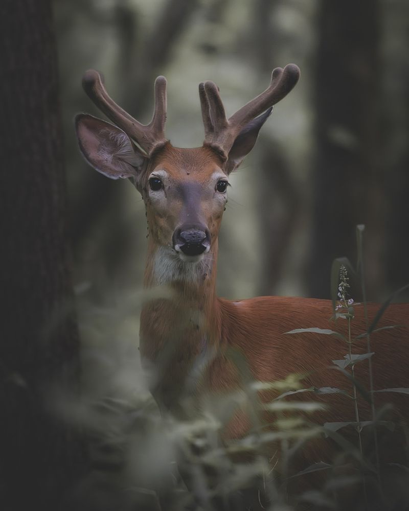 Nocturnal And Diurnal Activity