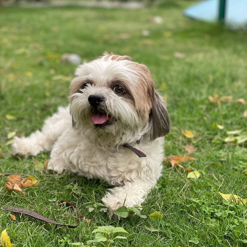 Lhasa Apso