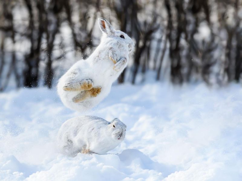 Snowshoe Hare