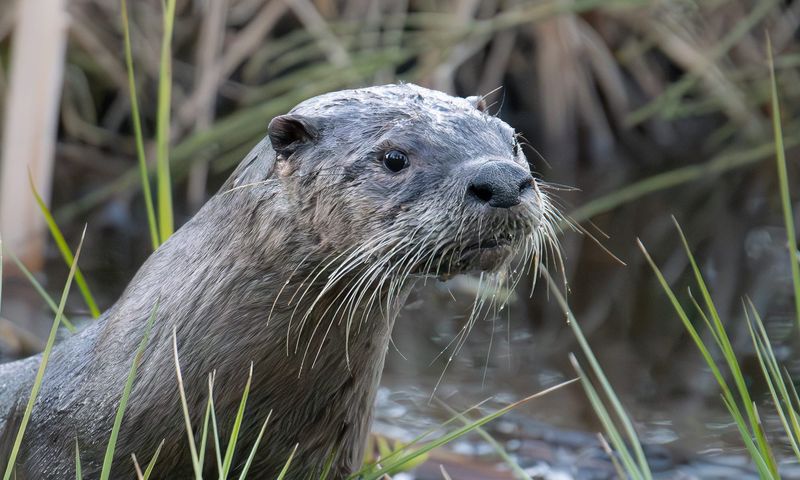 North American River Otter
