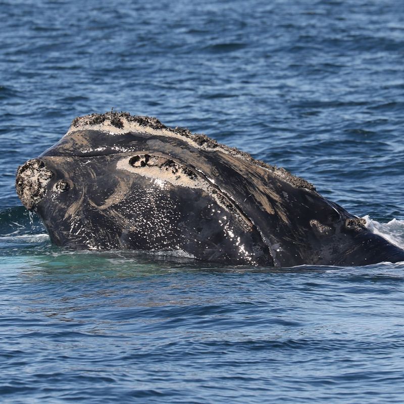 North Atlantic Right Whale