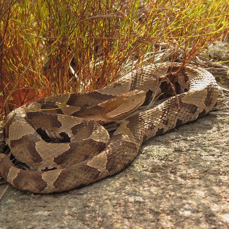 North Carolina