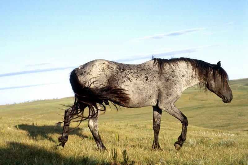 North Dakota - Nokota Horse