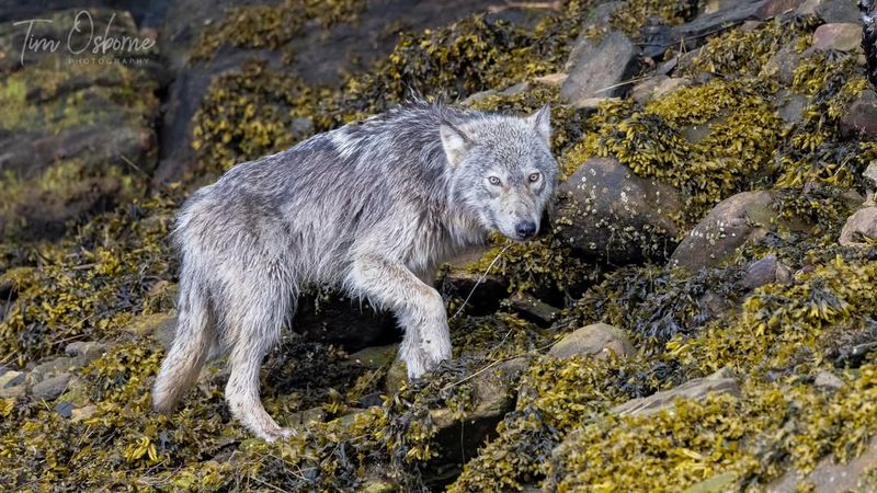 Oregon: Wolves On The Move