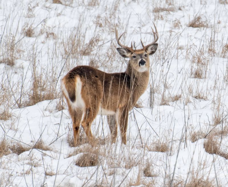 Ohio - White-tailed Deer