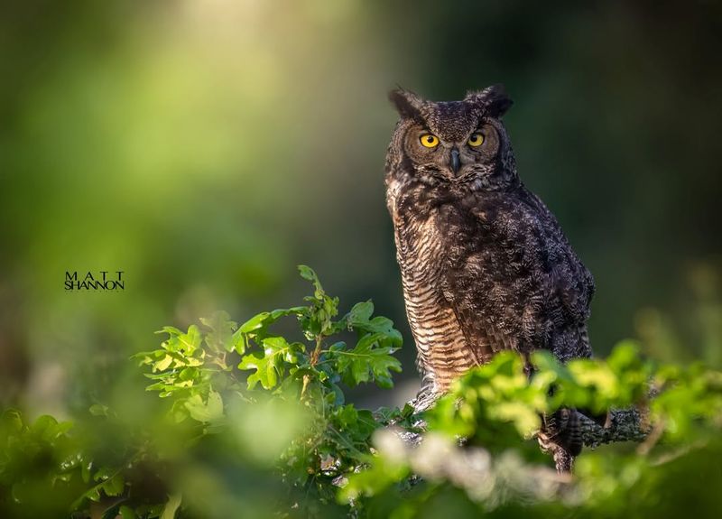 Great Horned Owl