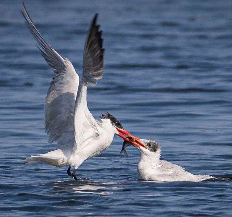 Caspian Tern