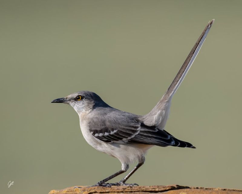 Northern Mockingbird