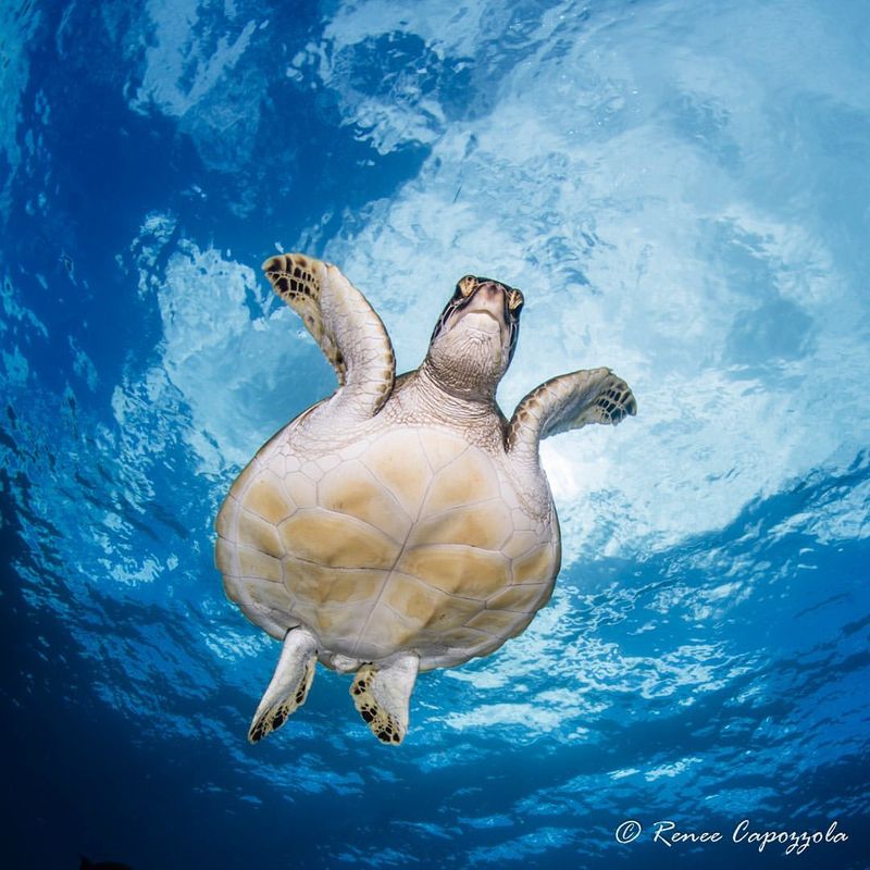 Green Sea Turtle