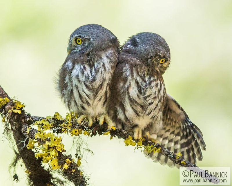 Northern Pygmy Owl