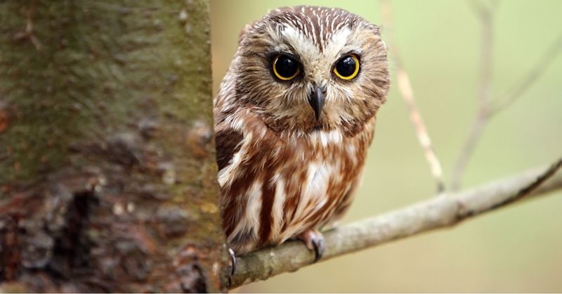 Northern Saw-Whet Owl