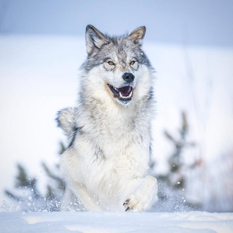 Gray Wolf