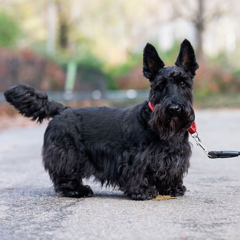 Scottish Terrier