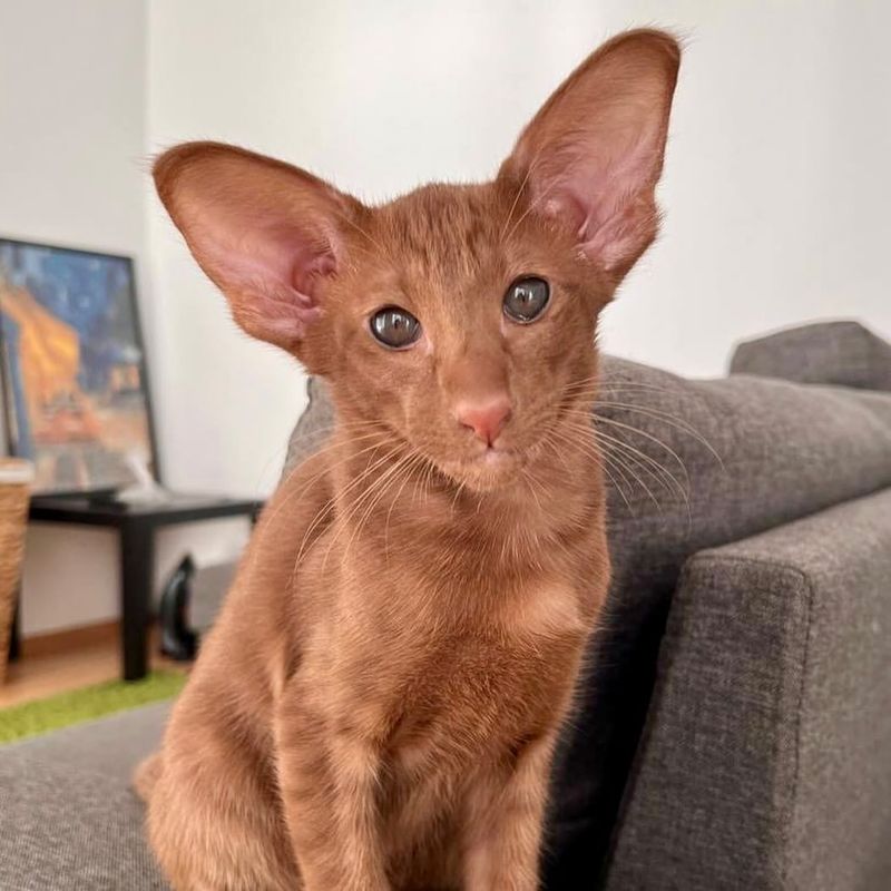 Oriental Shorthair