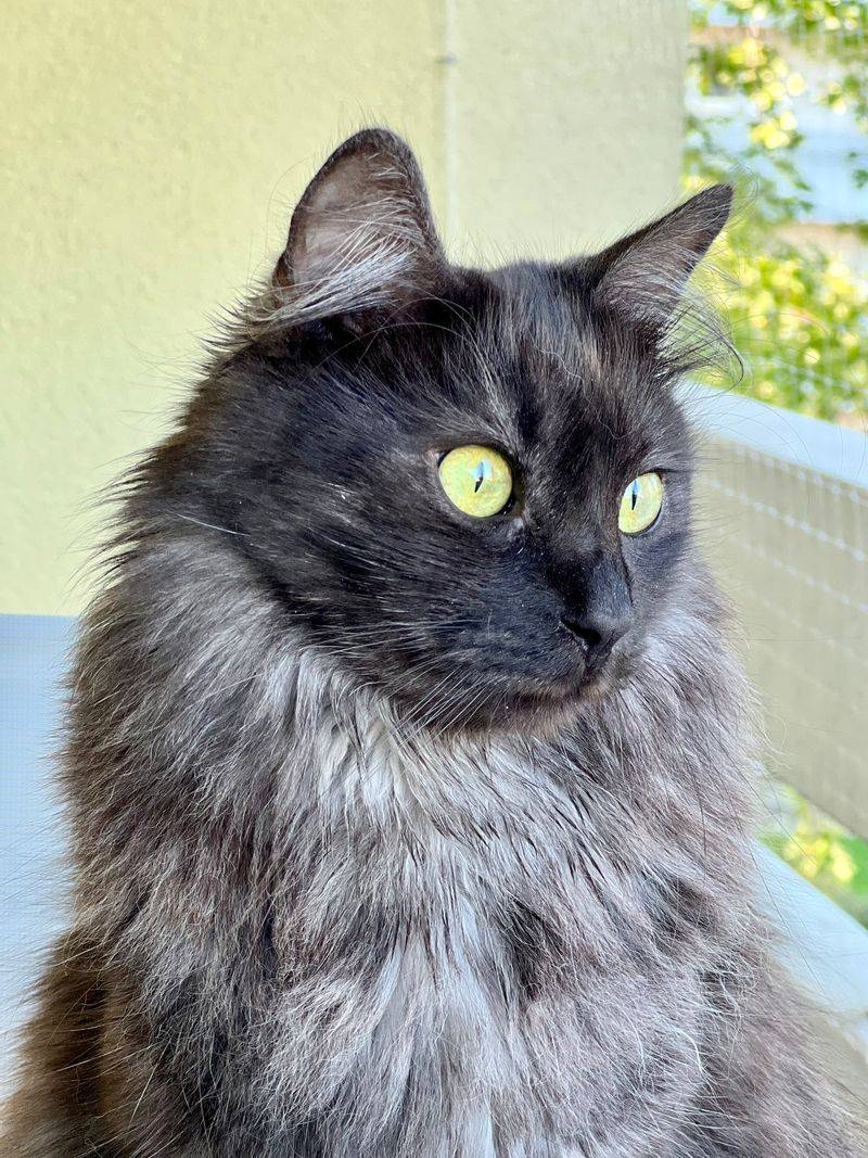 Turkish Angora