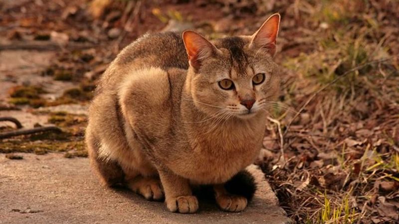 Chausie