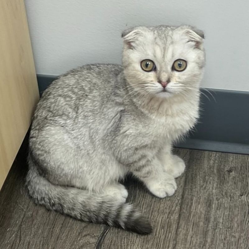 Scottish Fold