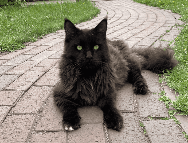 Maine Coon