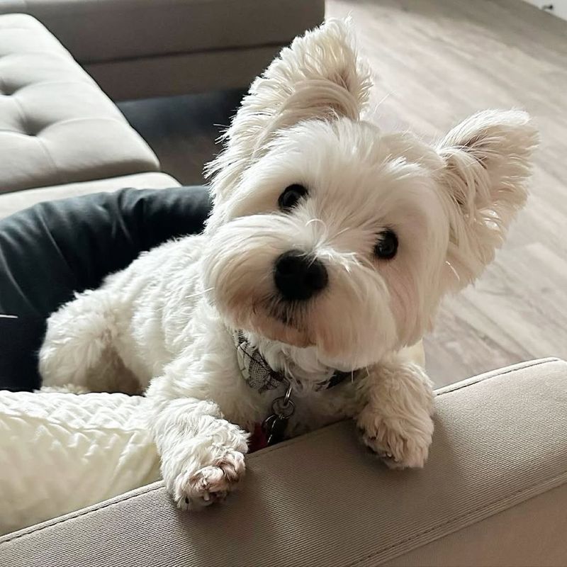 West Highland White Terrier