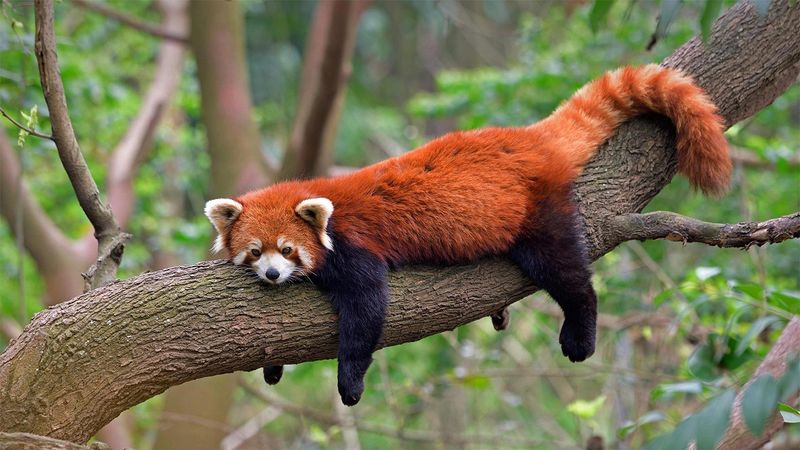 Not Really A Panda