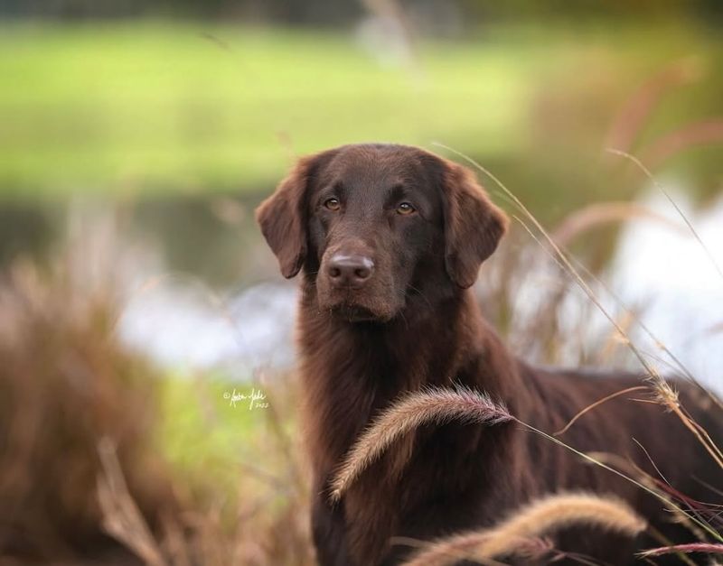 Flat-Coated Retriever