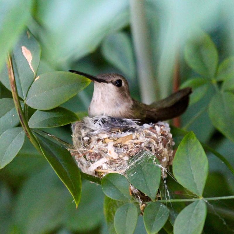 Avoid Touching The Nest