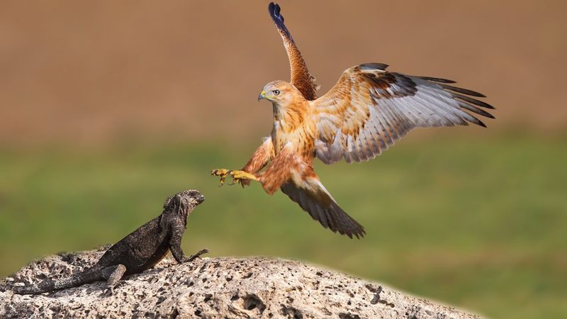 Observe Hunting Techniques