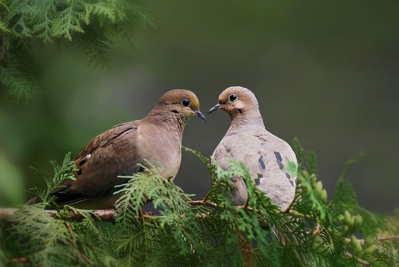 Observing Mourning Doves In The Wild