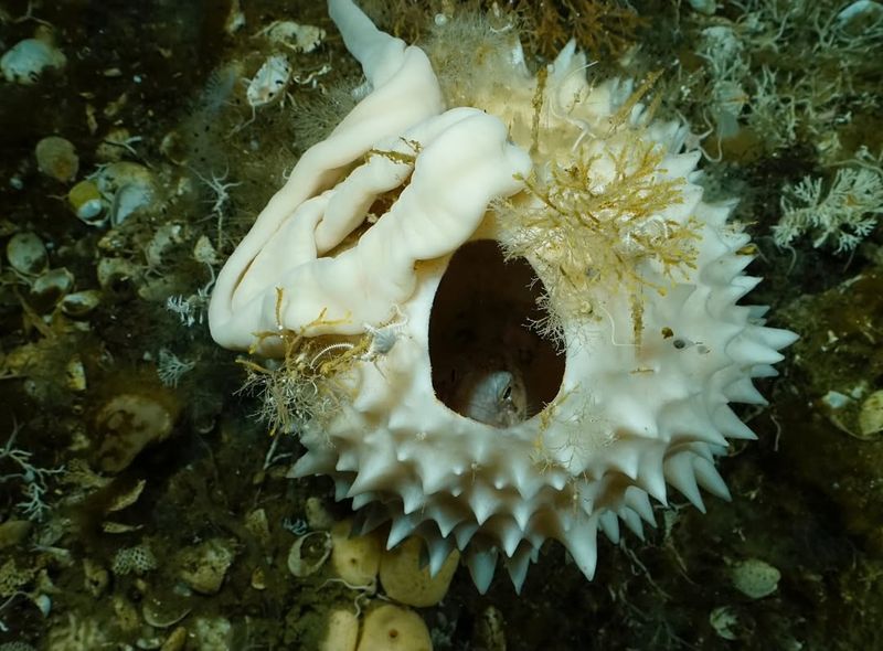 Antarctic Sponge