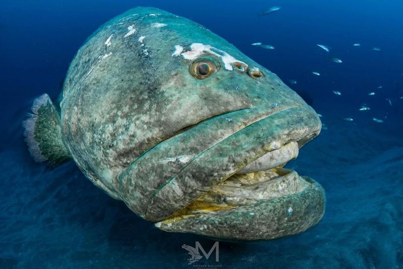 Giant Grouper