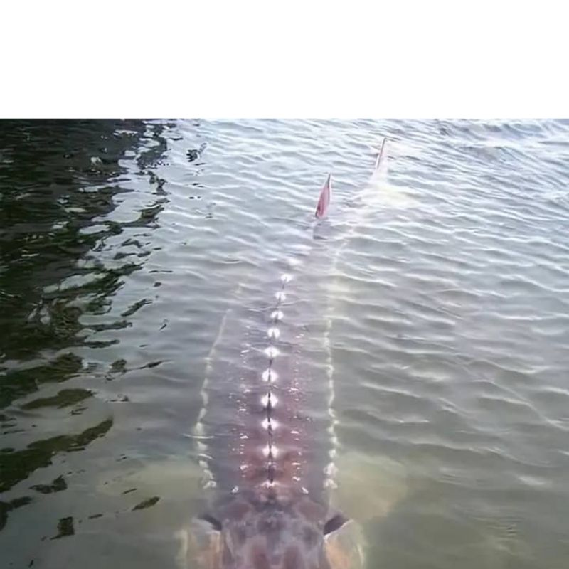 Beluga Sturgeon