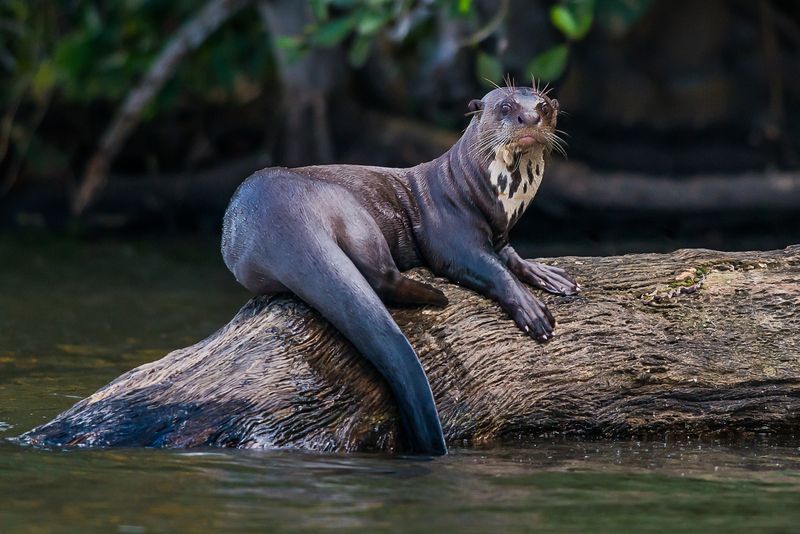 Restoring The Everglades: A Floridian Treasure