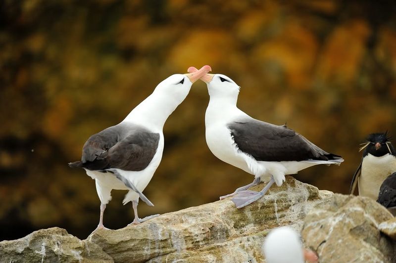 Albatross Mating Rituals