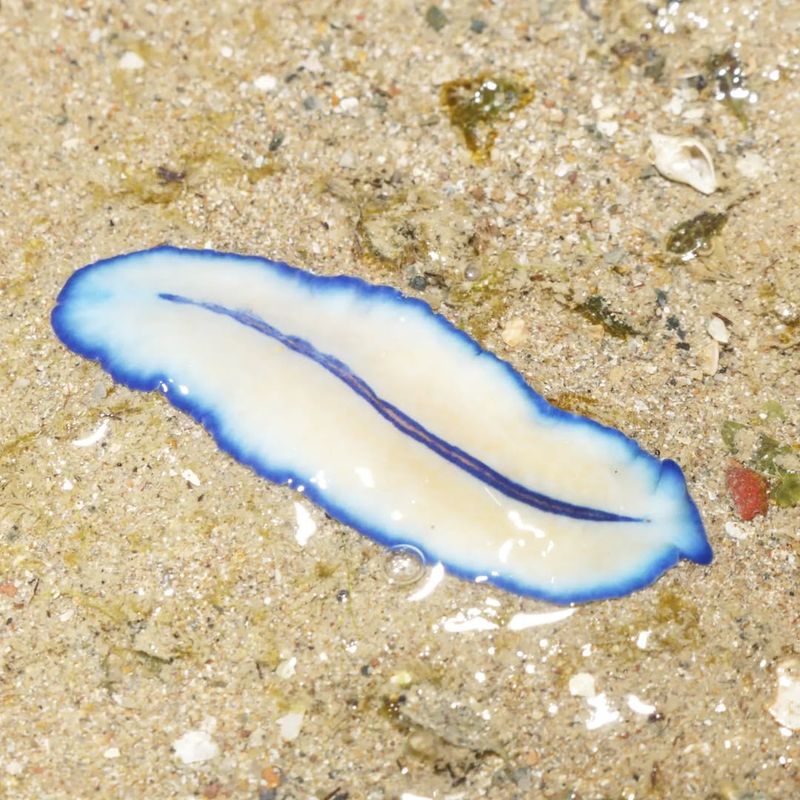 Flatworm