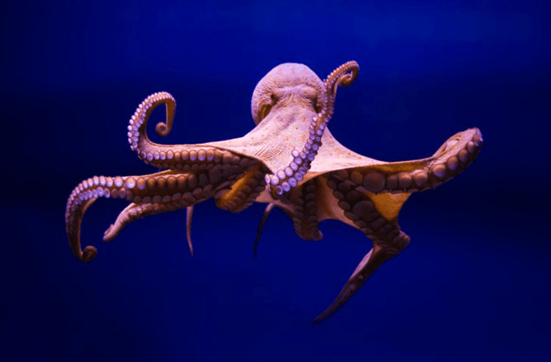 Octopuses