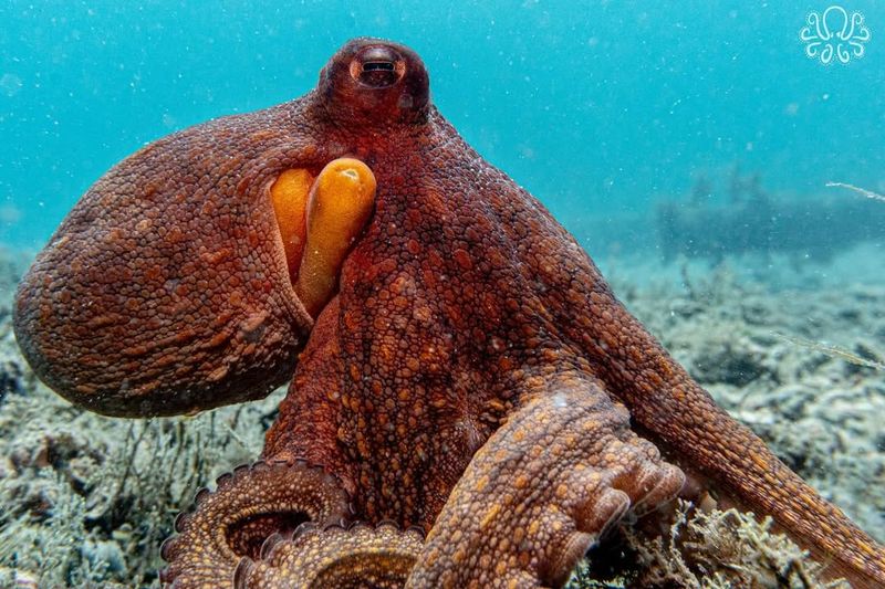 Octopuses