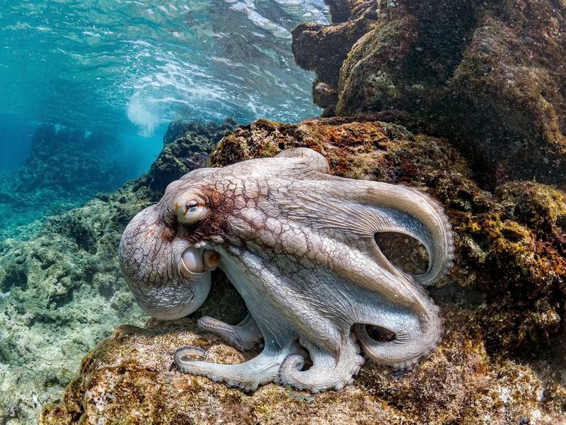 Octopuses