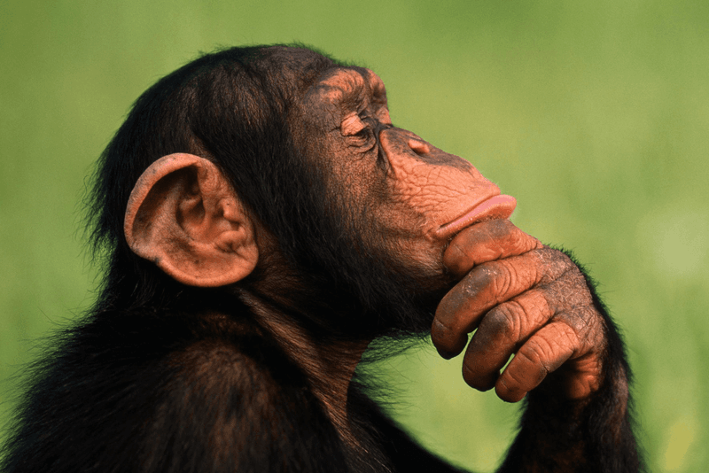 Chimpanzees' Sign Language