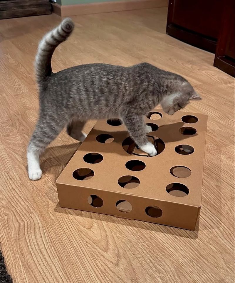 Offer Interactive Toys